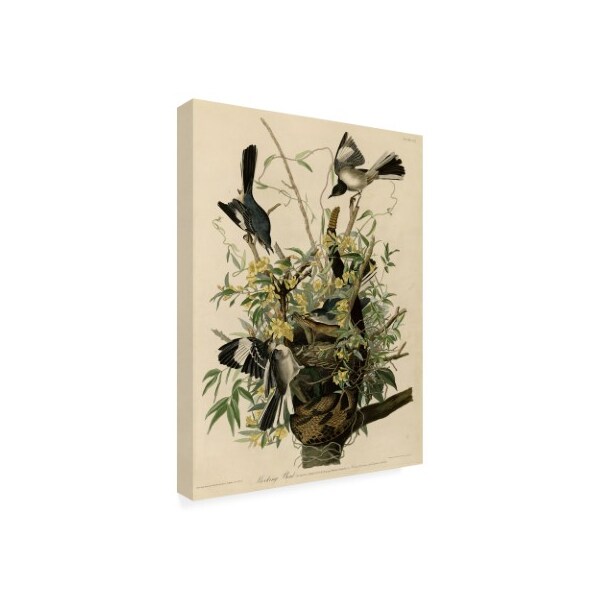 John James Audubon 'Mocking Birds And Snake II' Canvas Art,35x47